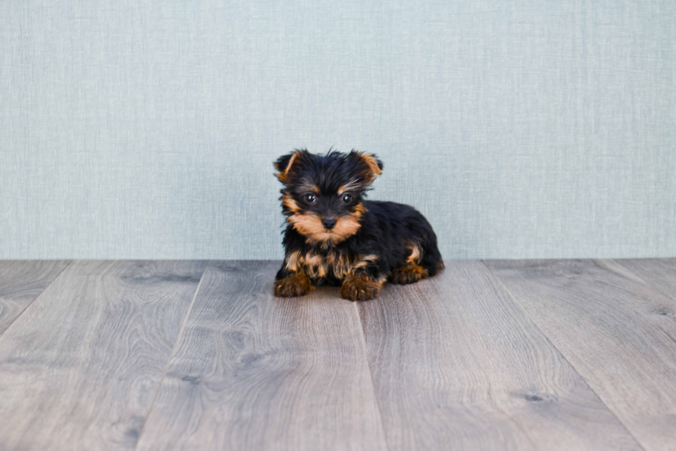 Meet Rebecca - our Yorkshire Terrier Puppy Photo 