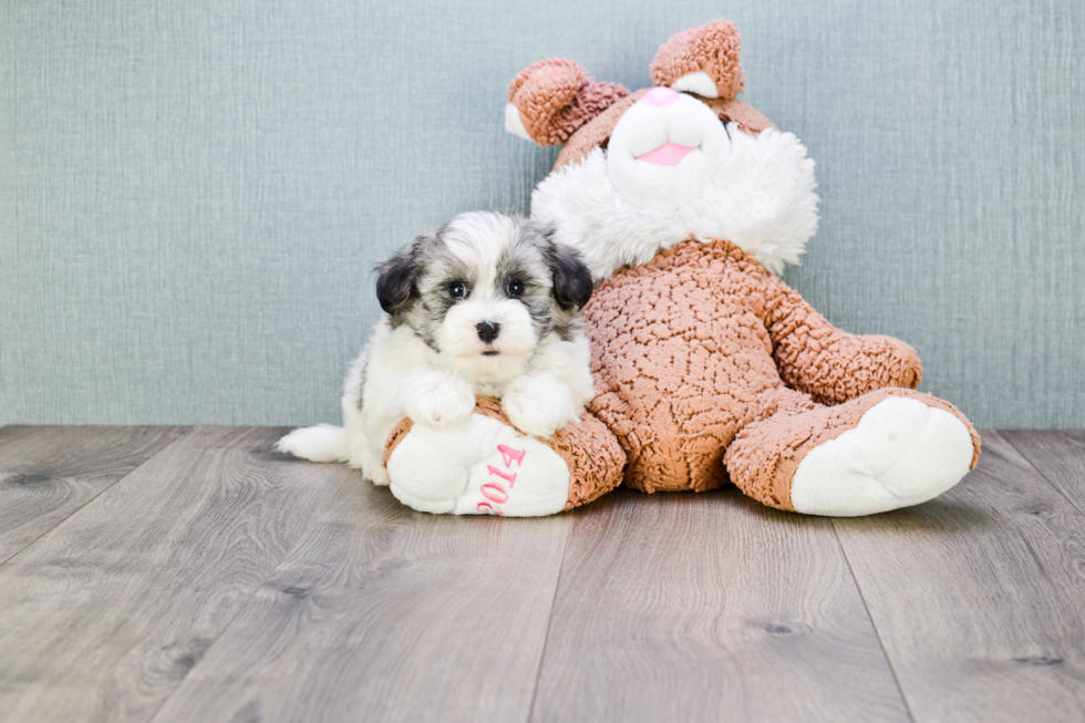 Havanese Puppy for Adoption