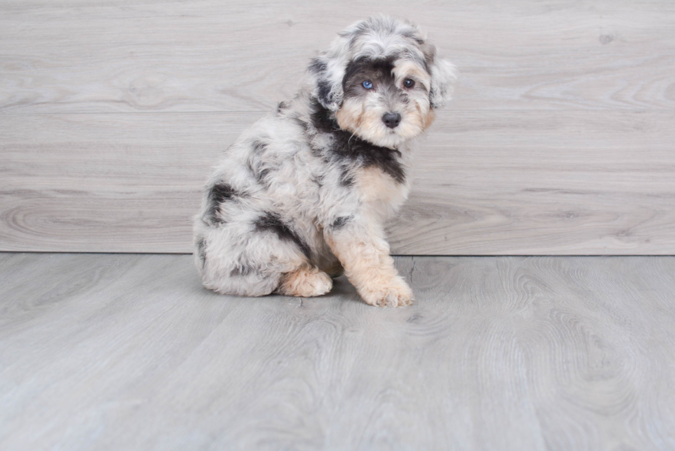 Happy Mini Aussiedoodle Baby