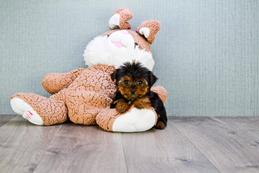 Meet Twinkle - our Yorkshire Terrier Puppy Photo 