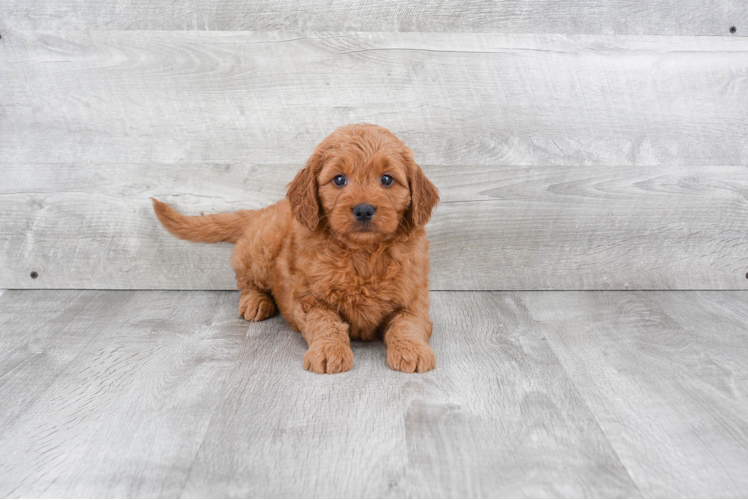 Friendly Mini Goldendoodle Baby