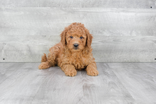 Mini Goldendoodle Pup Being Cute