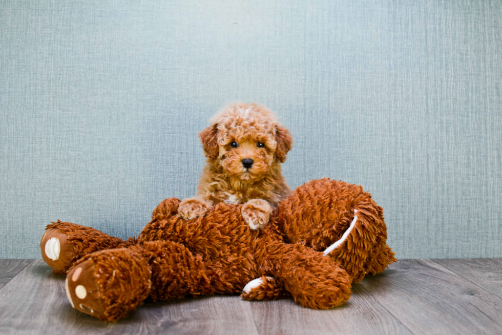 Best Cavapoo Baby