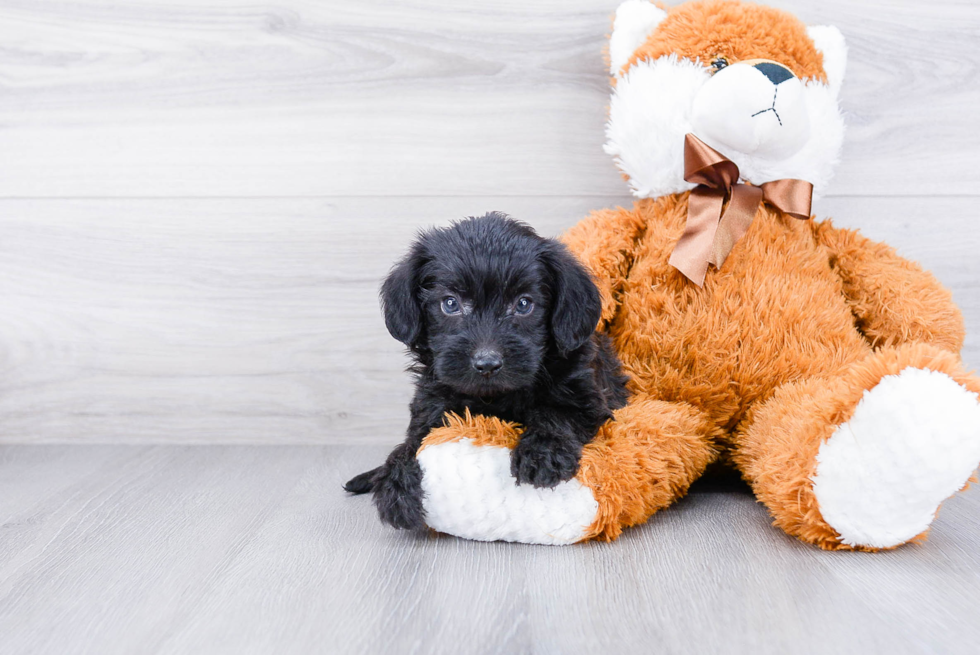 Akc Registered Pomeranian Baby