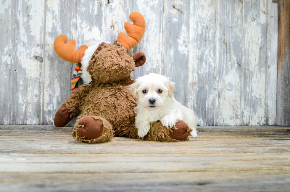 Small Maltipoo Baby