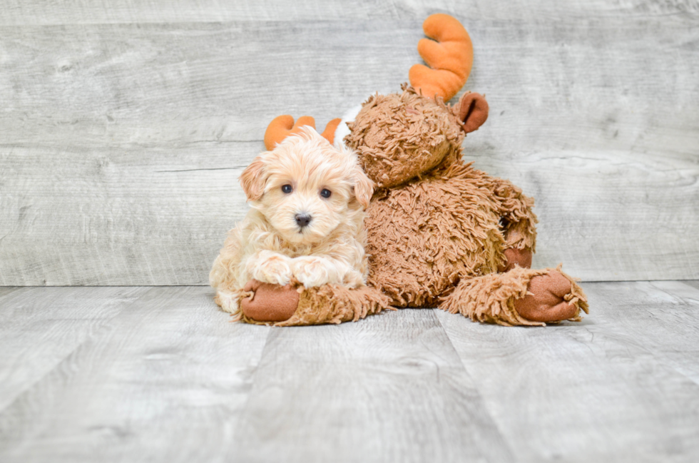 Maltipoo Pup Being Cute