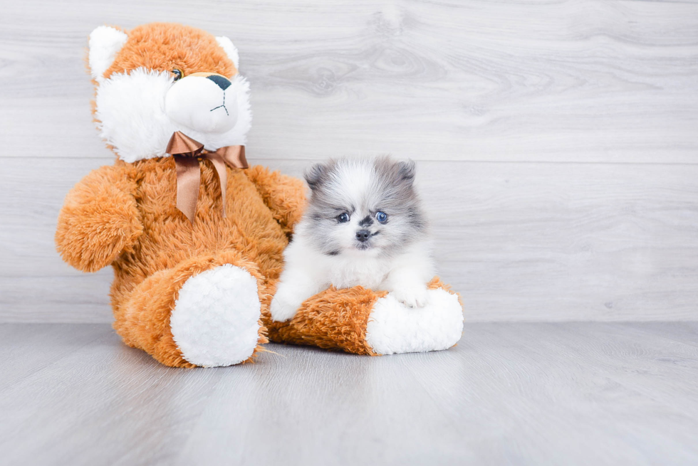 Pomeranian Puppy for Adoption