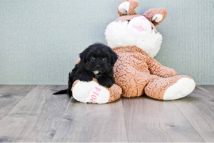 Smart Morkie Designer Pup
