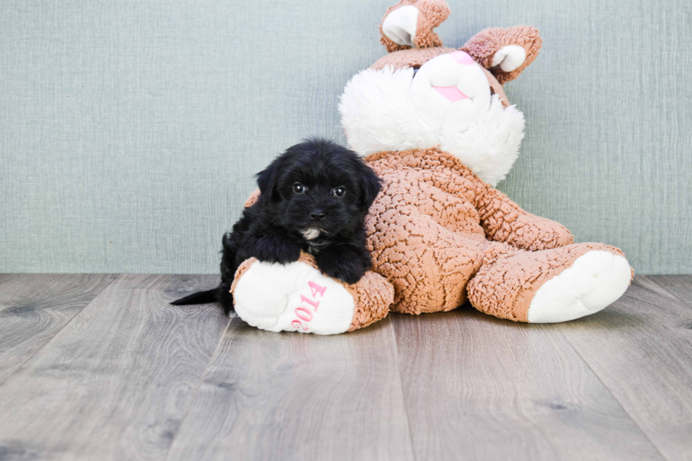 Smart Morkie Designer Pup