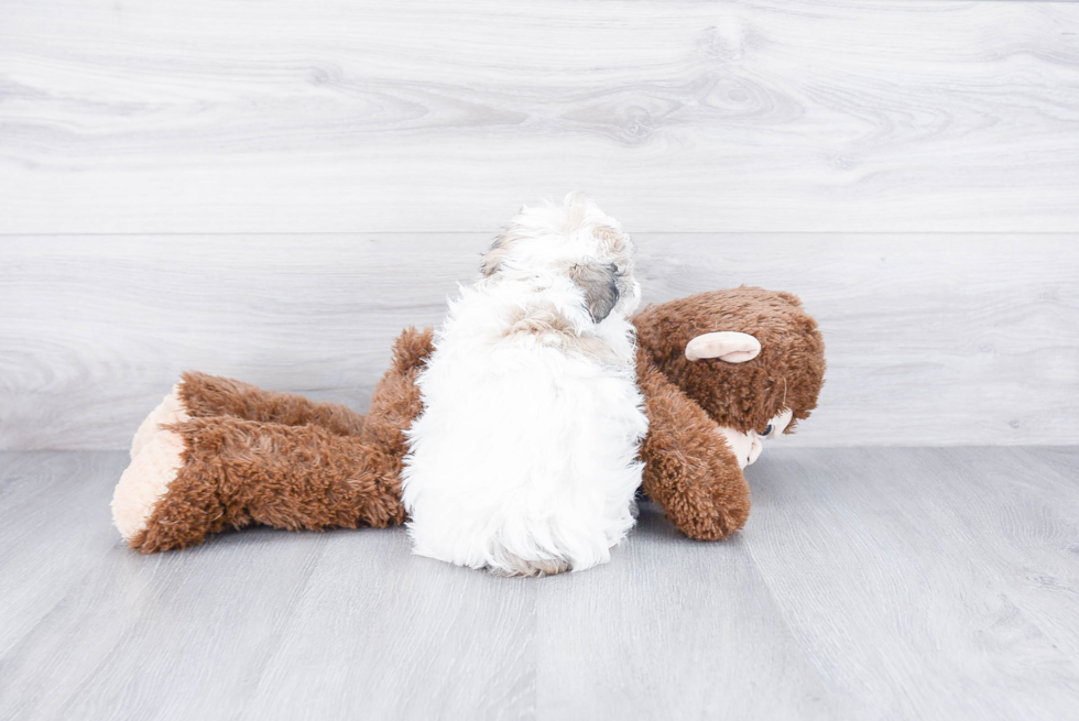 Friendly Havanese Purebred Pup