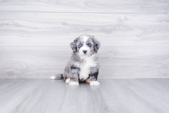 Happy Mini Bernedoodle Baby