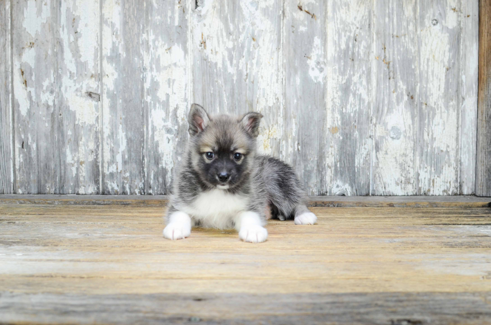 Pomsky Pup Being Cute