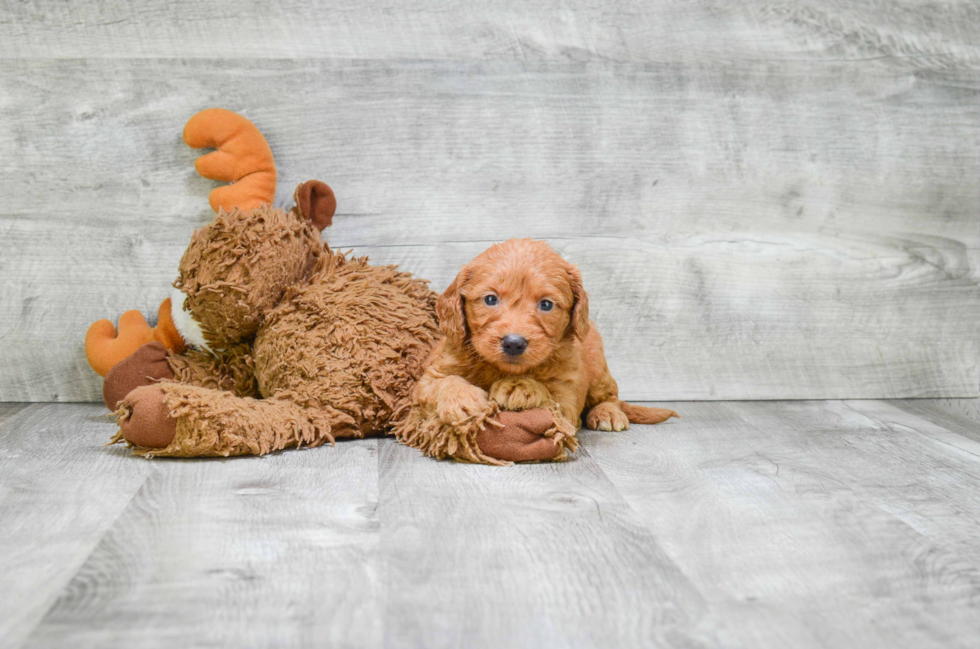 Best Mini Goldendoodle Baby