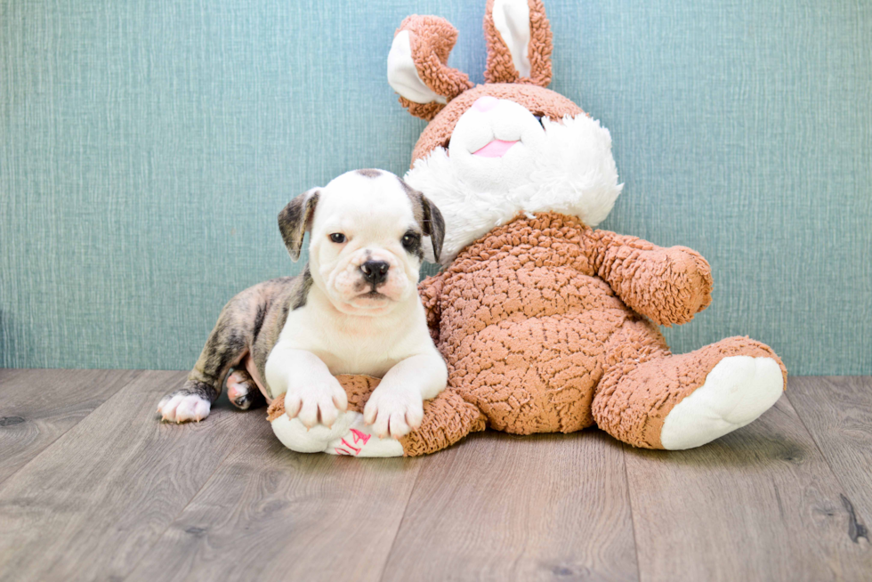 Cute English Bulldog Baby