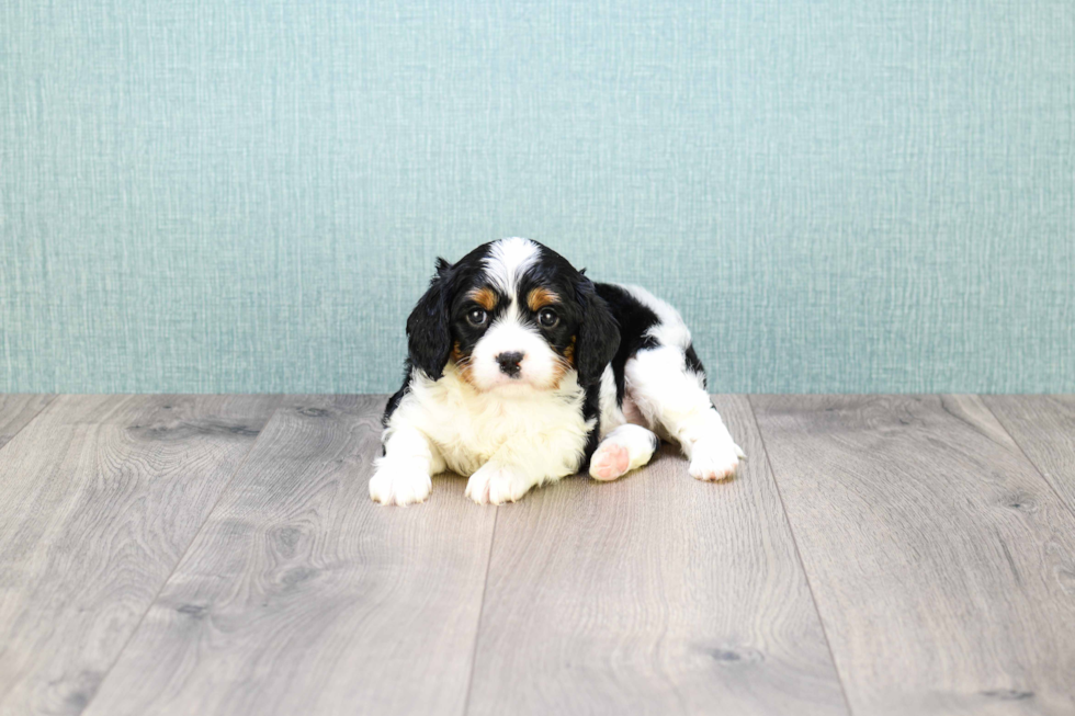 Meet Prince - our Cavalier King Charles Spaniel Puppy Photo 