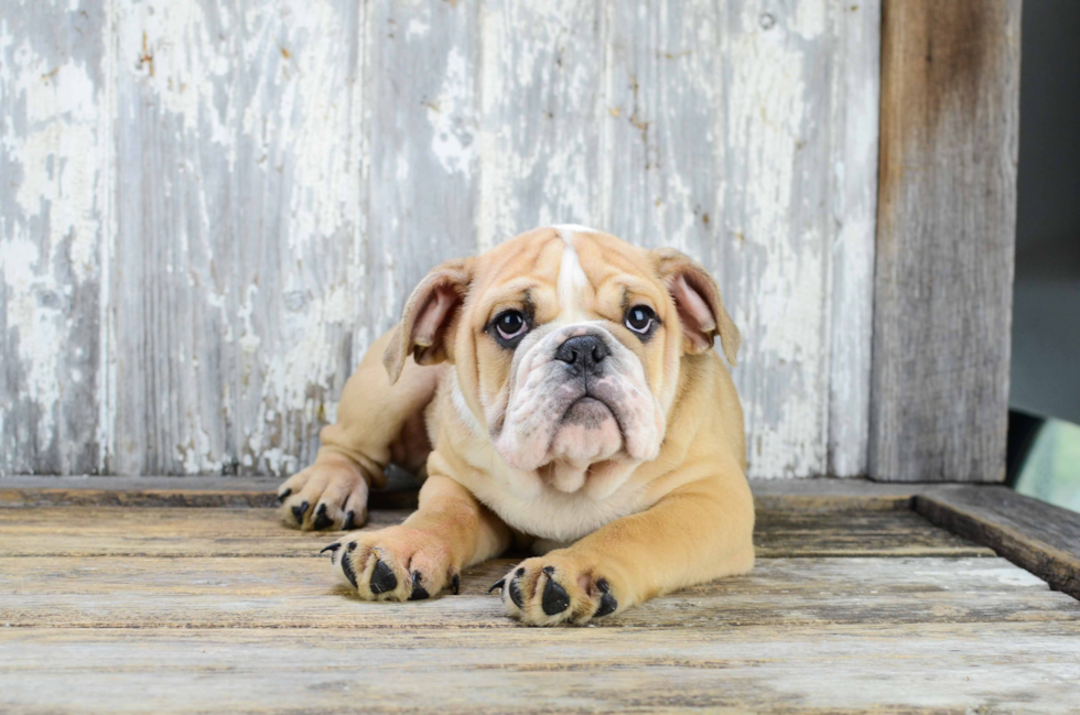 English Bulldog Pup Being Cute