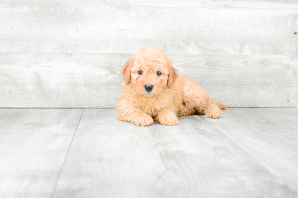 Mini Goldendoodle Puppy for Adoption