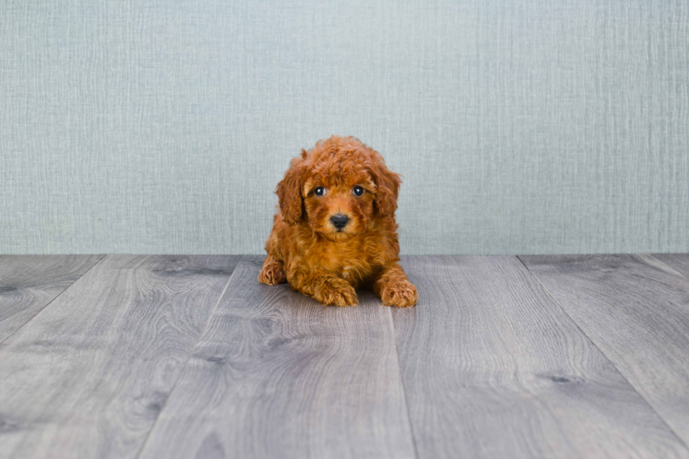 Adorable Pudle Purebred Puppy