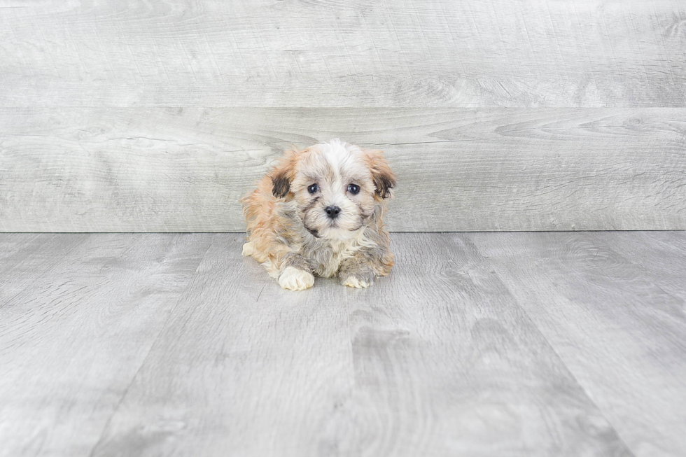 Best Havanese Baby