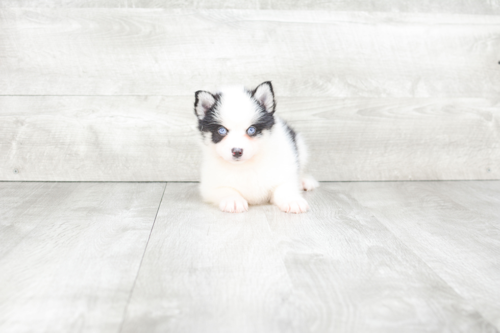 Pomsky Pup Being Cute