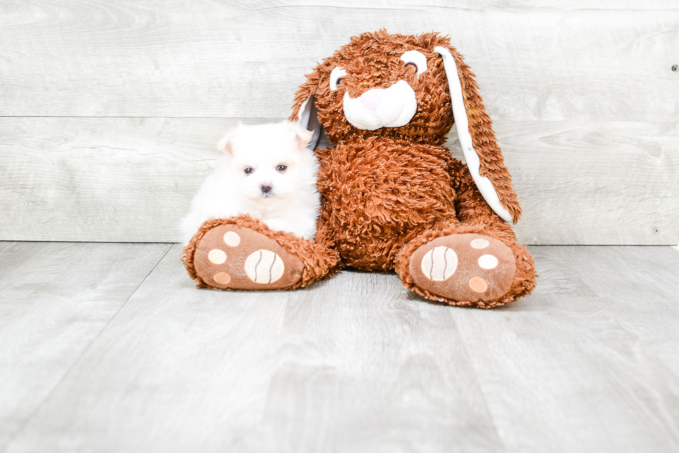 Maltipom Puppy for Adoption