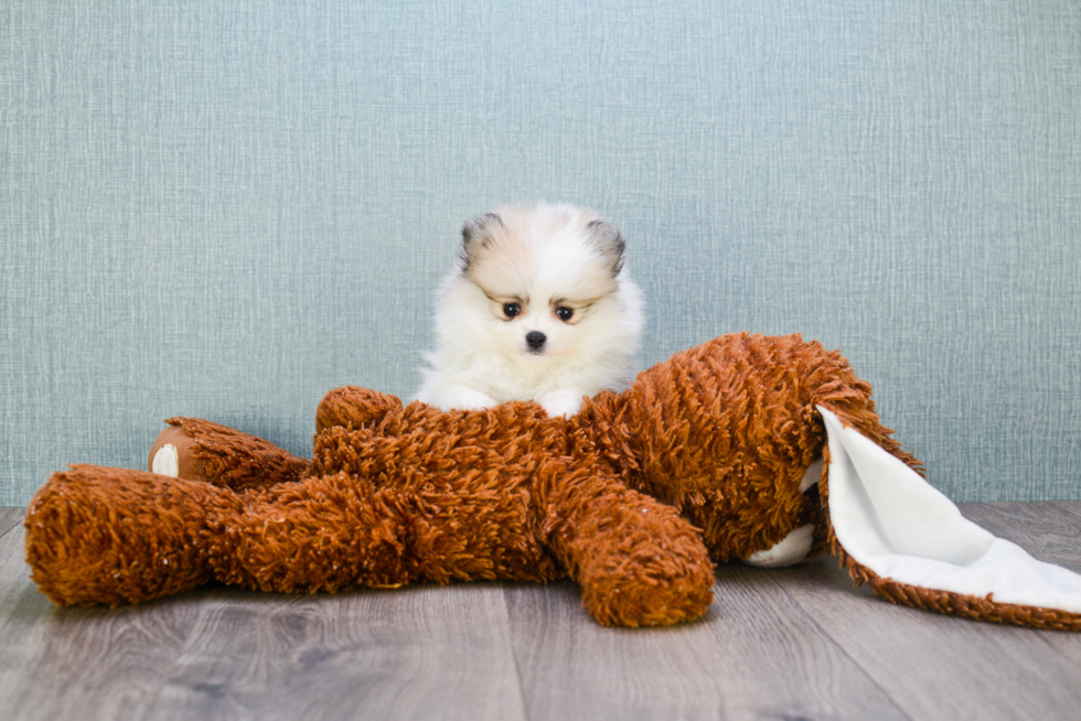 Adorable Pomeranian Purebred Puppy