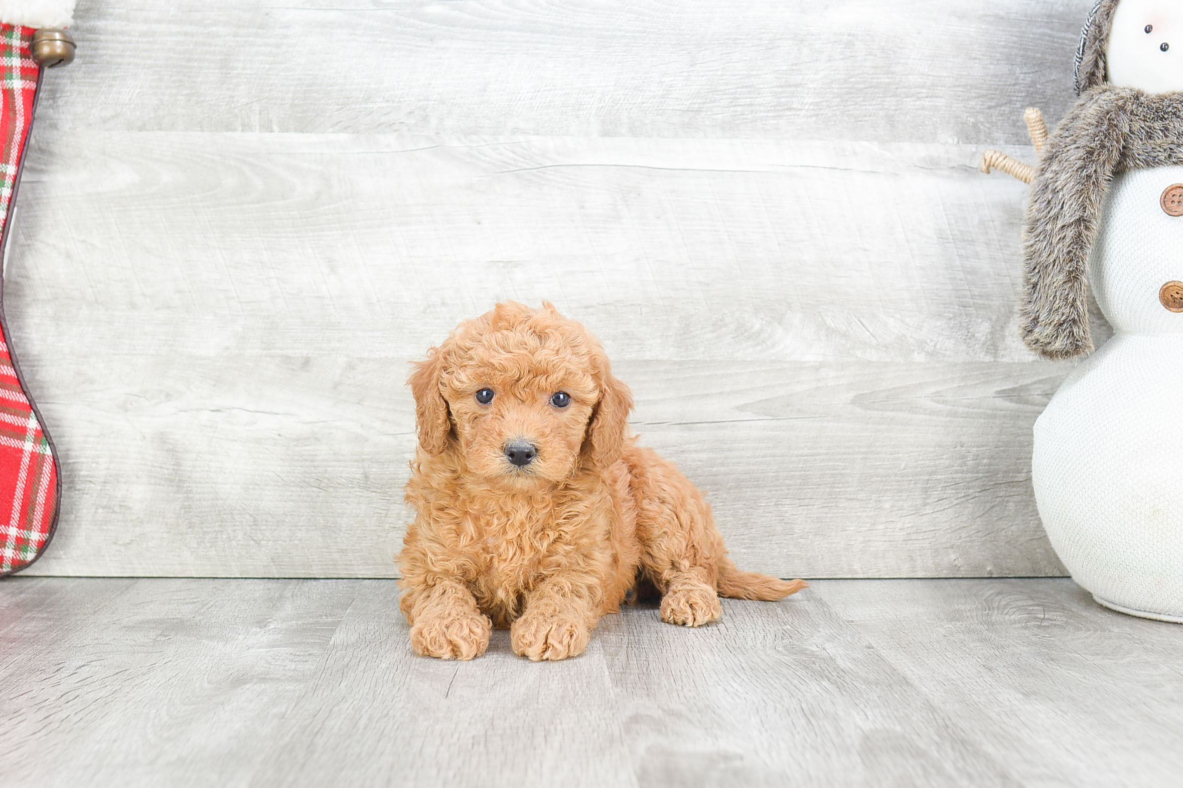 Best Mini Goldendoodle Baby