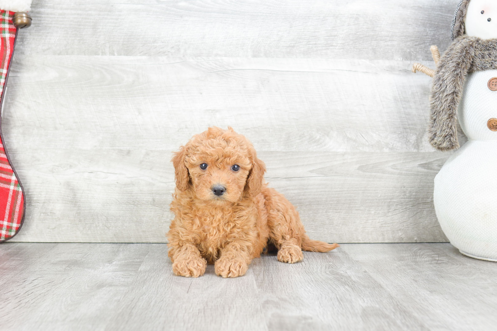 Best Mini Goldendoodle Baby