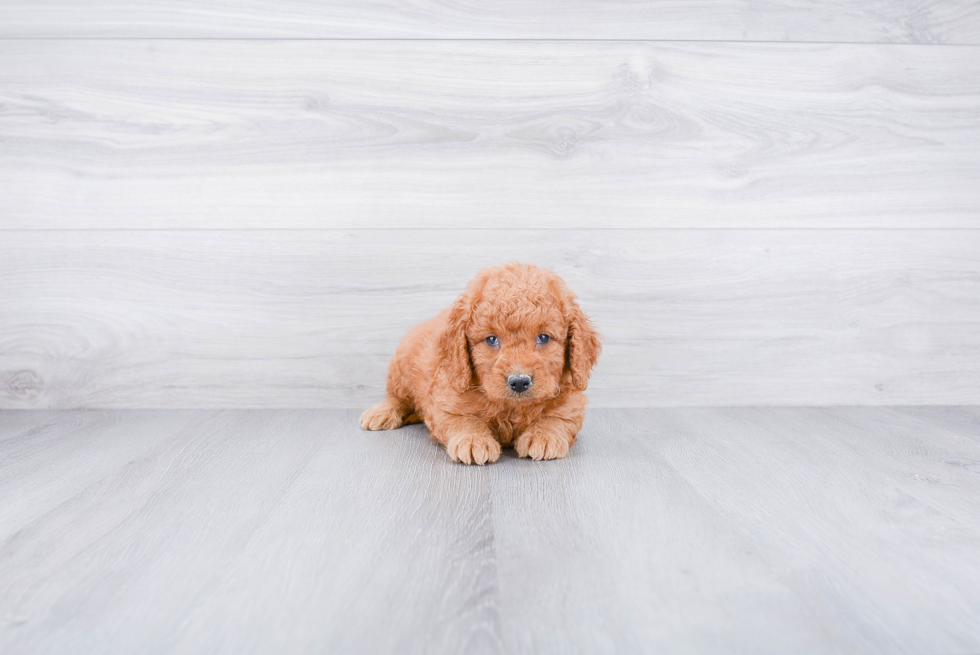 Mini Goldendoodle Pup Being Cute