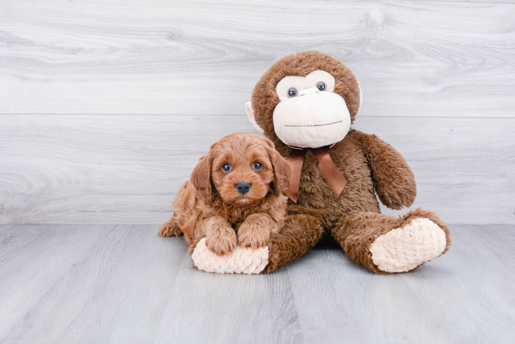 Happy Cavapoo Baby
