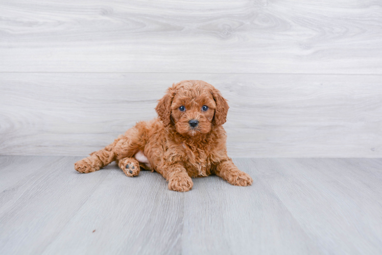 Happy Cavapoo Baby