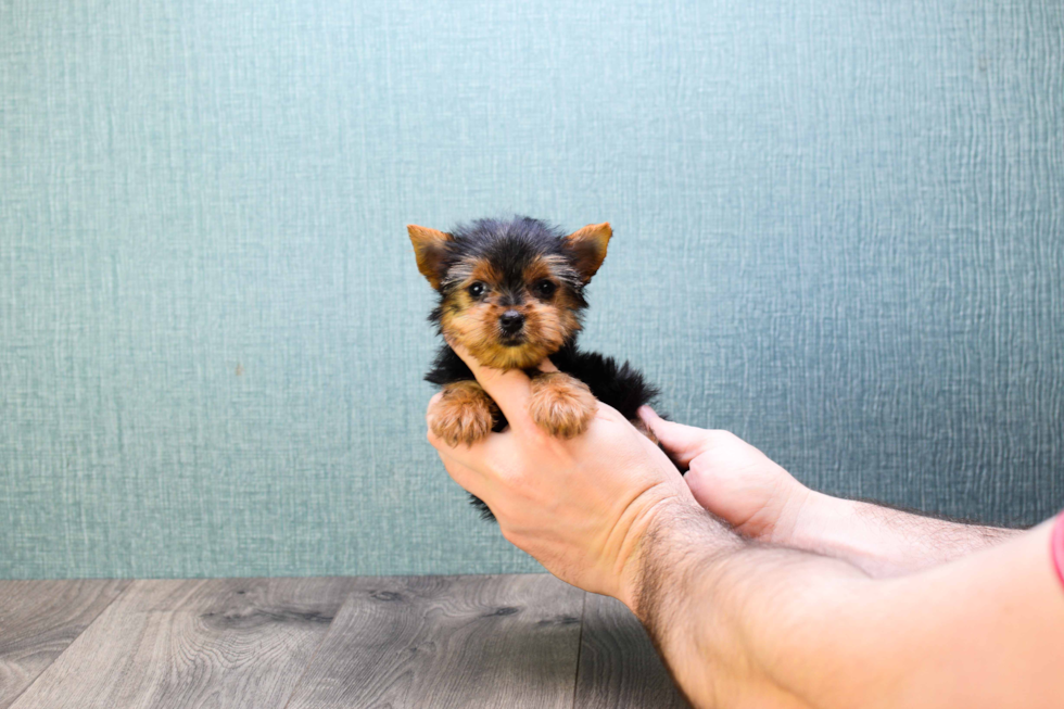 Meet Tinkerbell - our Yorkshire Terrier Puppy Photo 