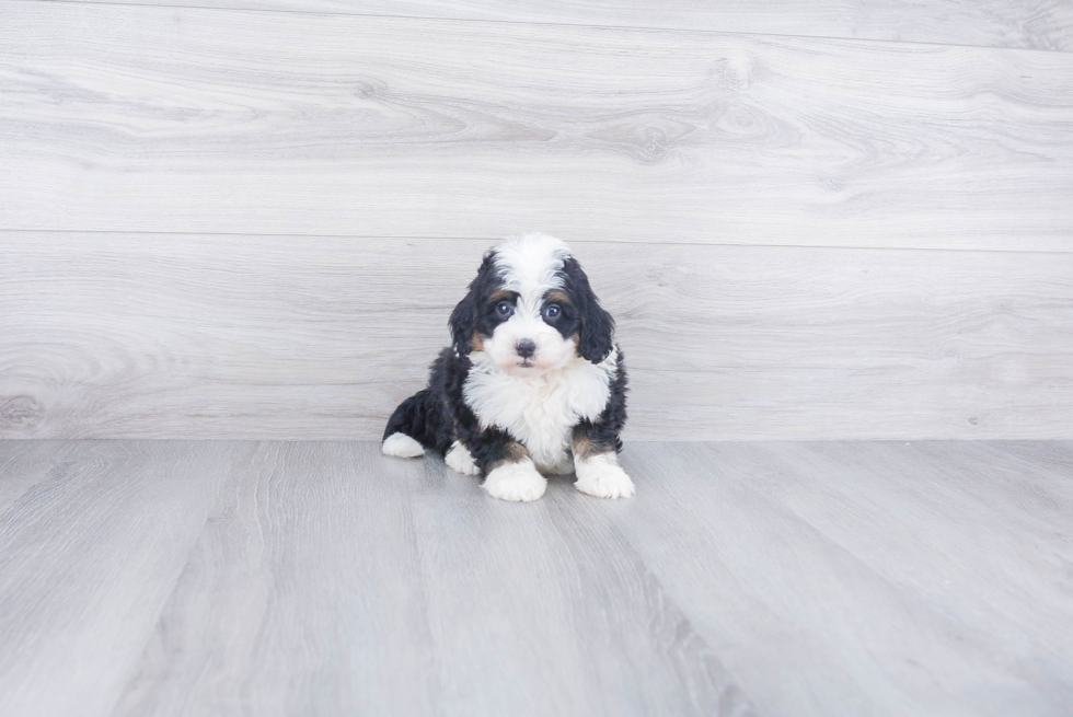 Fluffy Mini Bernedoodle Poodle Mix Pup