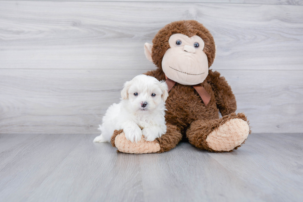 Hypoallergenic Maltepoo Poodle Mix Puppy