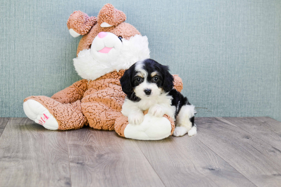 Little Cavalier Designer Puppy