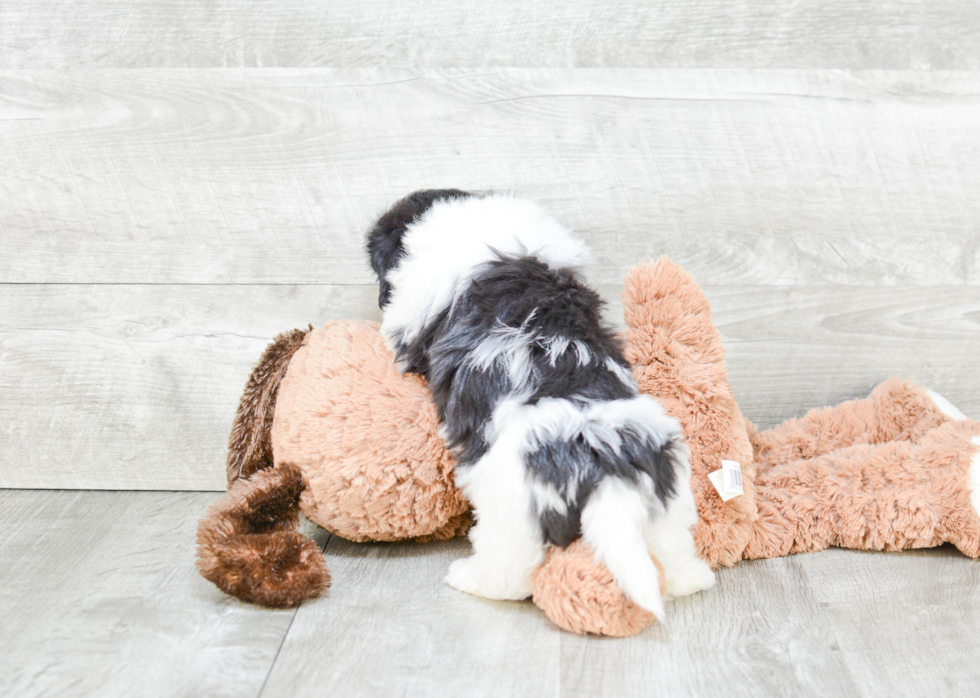 Petite Havanese Purebred Puppy