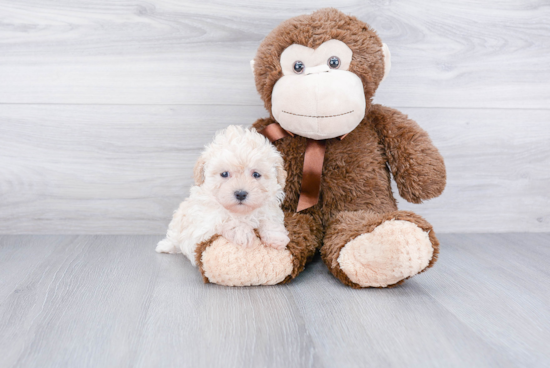 Best Maltipoo Baby