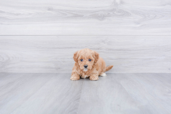 Sweet Mini Goldendoodle Baby