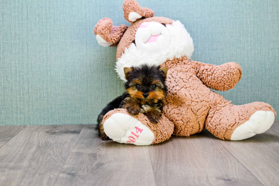 Meet Giselle - our Yorkshire Terrier Puppy Photo 