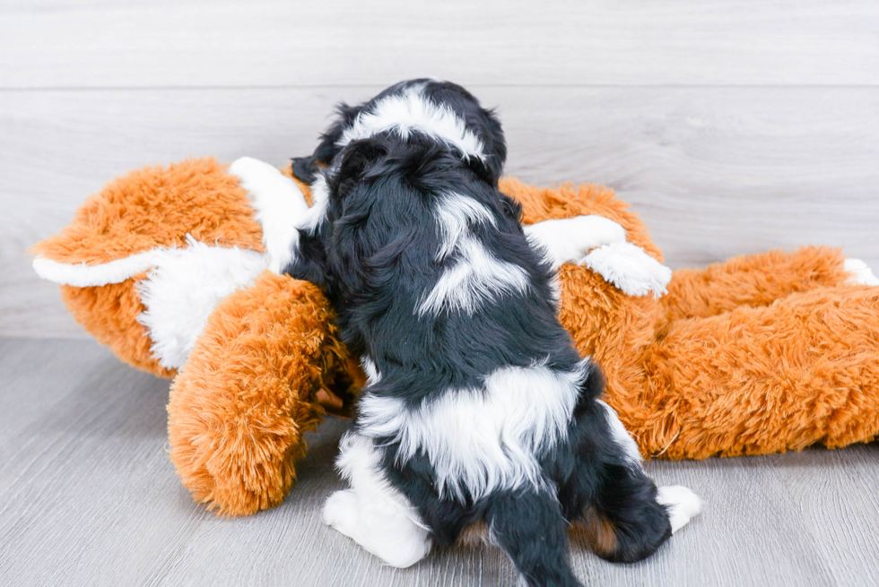 Cavalier King Charles Spaniel Puppy for Adoption