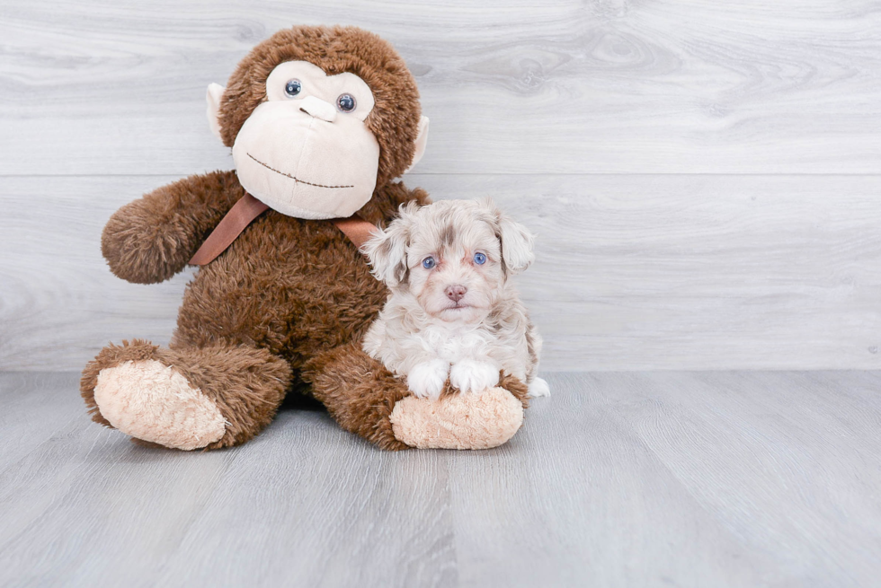 Playful Aussiepoo Poodle Mix Puppy