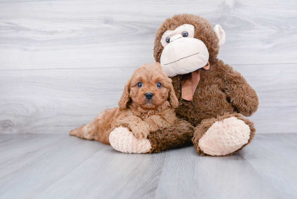 Cavapoo Puppy for Adoption