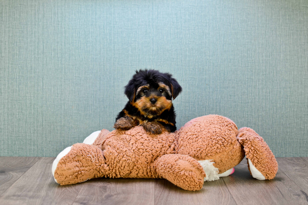 Meet Snickers - our Yorkshire Terrier Puppy Photo 