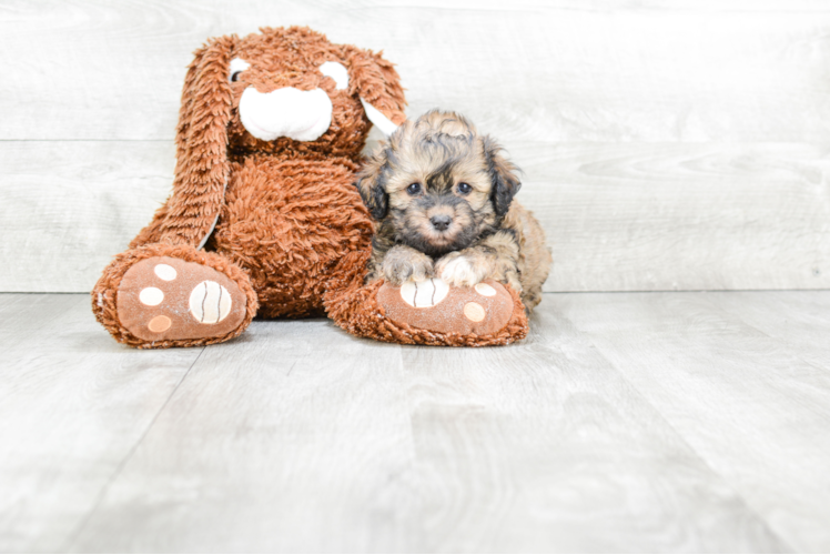 Friendly Teddy Bear Baby