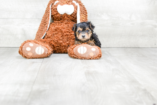 Friendly Yorkie Poo Baby