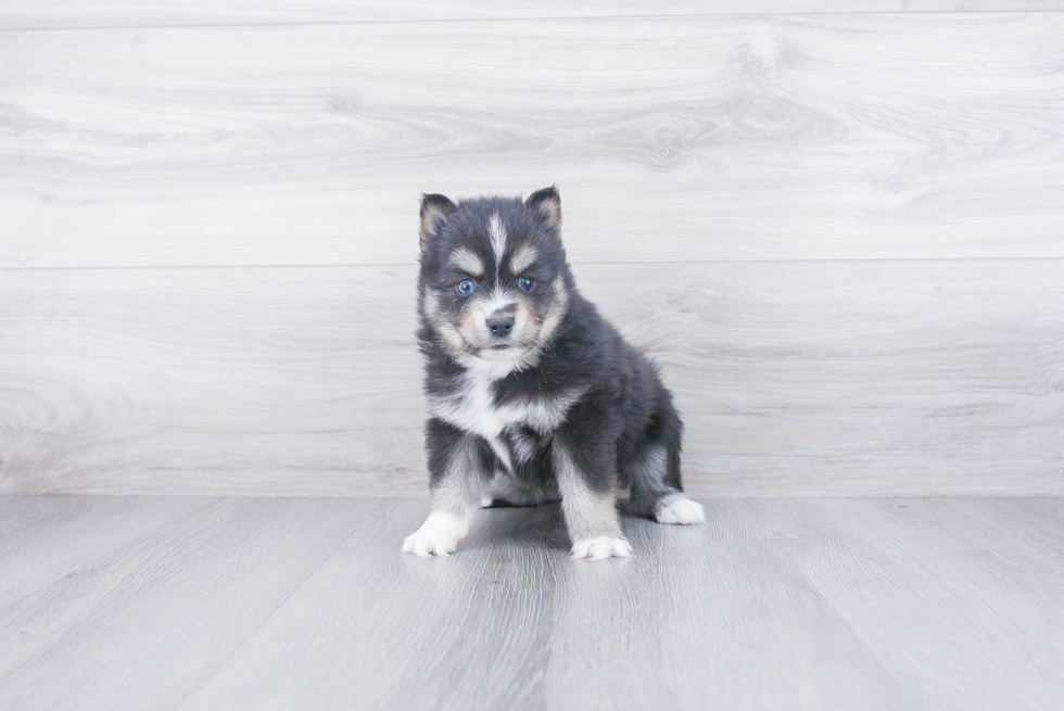 Adorable Mini Husky Designer Puppy