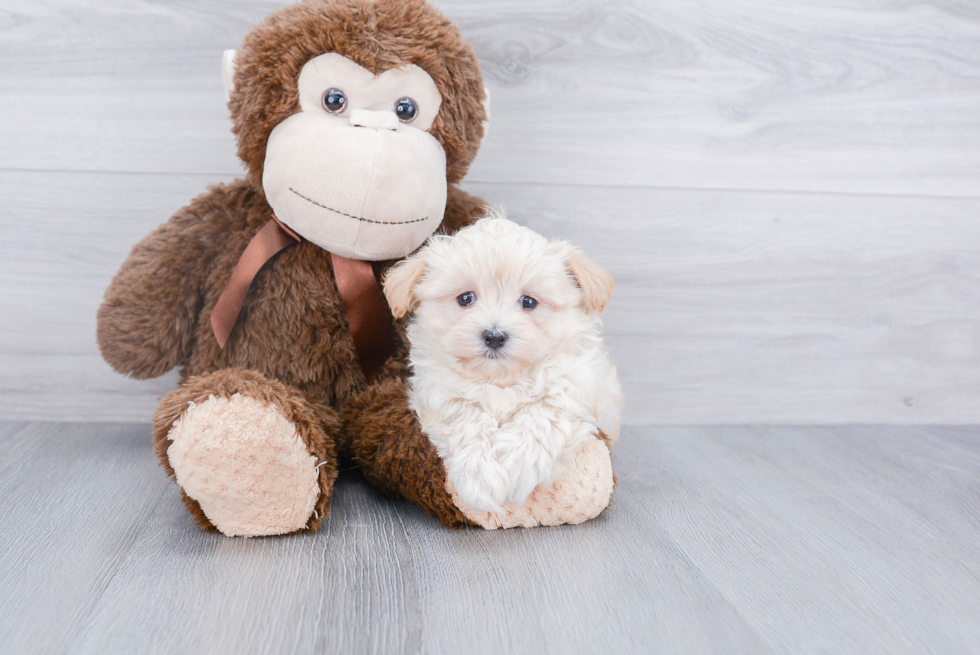 Cute Maltipoo Baby