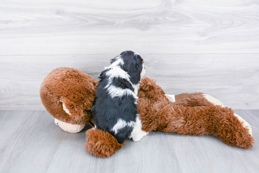 Cavalier King Charles Spaniel Pup Being Cute