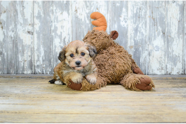 Playful Yorkie Designer Puppy