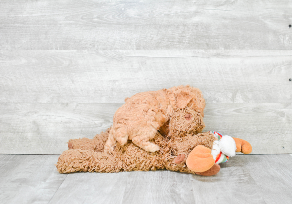 Poodle Puppy for Adoption